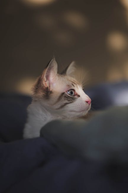 Cute Pets - Adorable tabby cat with soft fur and focused sta #10856691