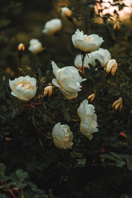 Flowers & Plants - A cluster of white roses blooming in a moody dar #1122626