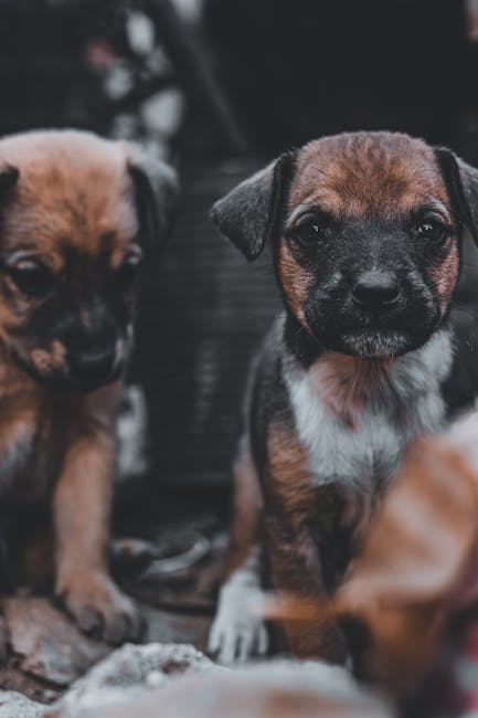 Cute Pets - Heartwarming close-up of two puppies with a soft #11520745
