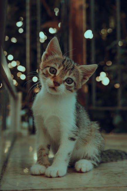 Cute Pets - Cute playful kitten sitting indoors with warm bo #13334734