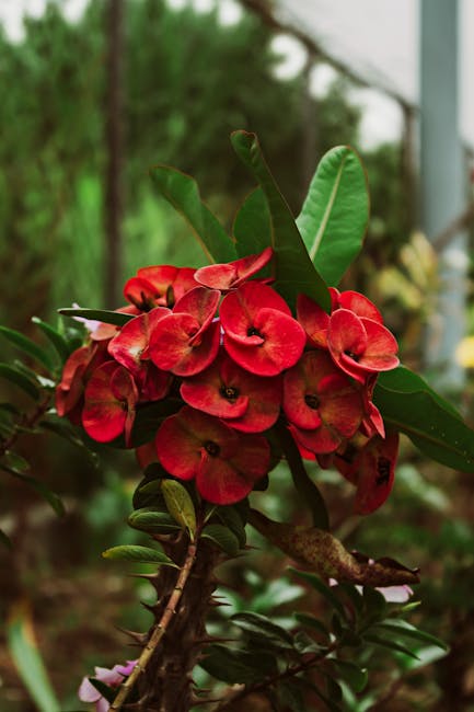 Flowers & Plants - A stunning close-up of vibrant red flowers in Mé #16485166