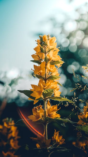 Flowers & Plants - Close-up of a vibrant yellow loosestrife flower  #17155438
