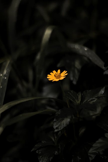 Flowers & Plants - Close-up of a vibrant yellow flower against dark #17563723
