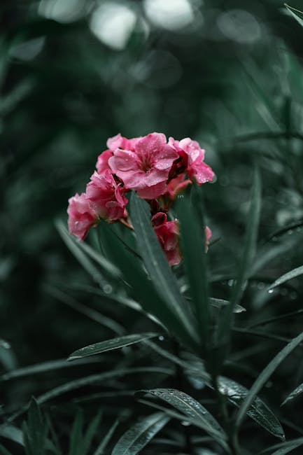 Flowers & Plants - Close-up of vibrant pink oleander flowers in a l #17633631