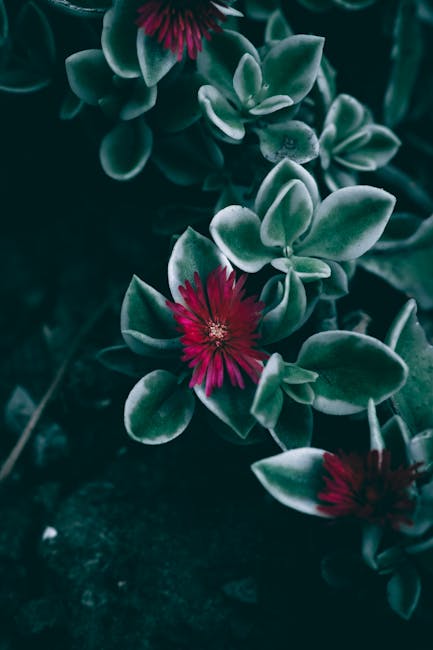 Flowers & Plants - Dramatic close-up of aptenia flowers with dark g #21242091