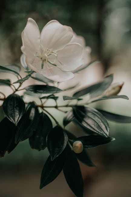 Flowers & Plants - Detailed close-up shot of a white flower bloomin #22882497
