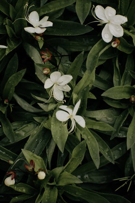 Flowers & Plants - A vertical close-up of white flowers with raindr #22890051