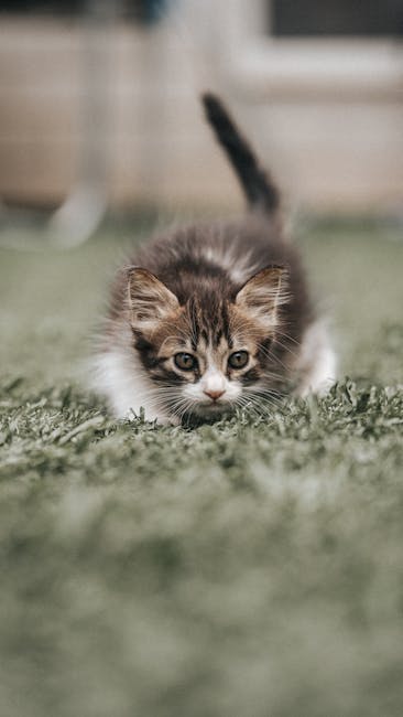 Cute Pets - Close-up of a cute kitten stalking in the grass  #25682464