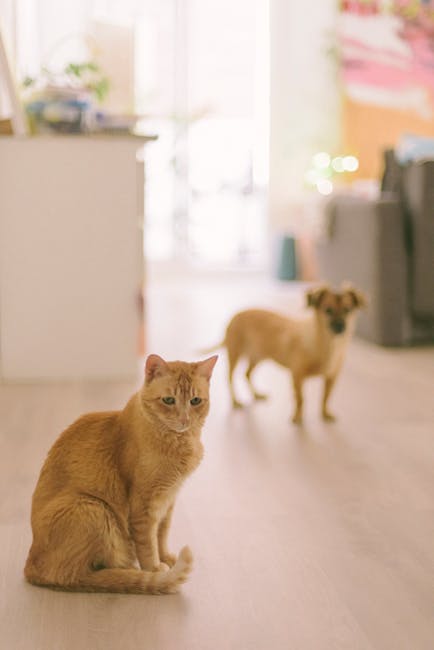 Cute Pets - A cute cat and dog indoors in a cozy and warm ho #27806129
