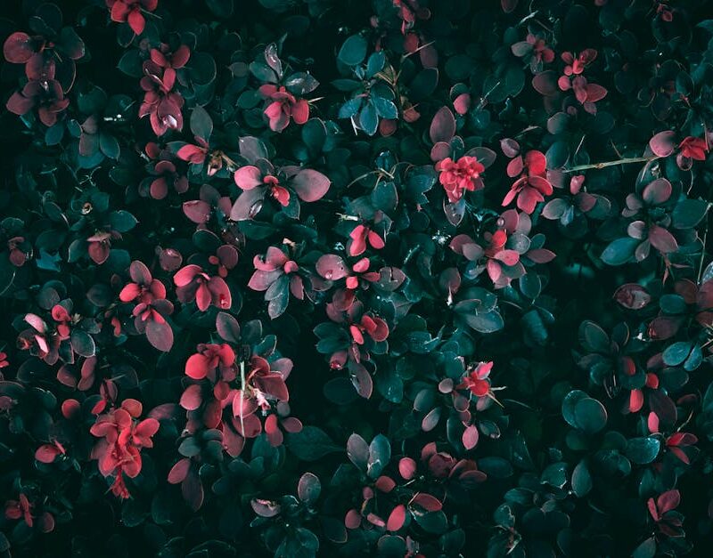 Flowers & Plants - Close-up of vibrant red leaves on a bush with da #28180390