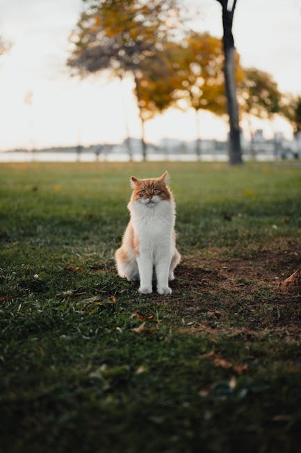 Cute Pets - Charming orange and white cat posing in an Istan #29298315