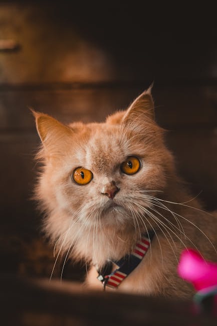 Cute Pets - Charming Persian cat with striking orange eyes,  #31289460