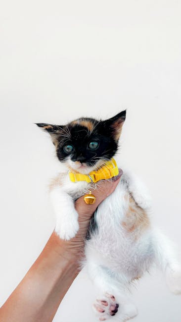 Cute Pets - Adorable calico kitten with a yellow collar held #32681644