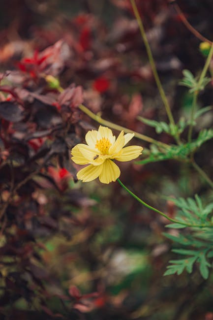 Flowers & Plants - Close-up of a vivid yellow cosmos flower surroun #33229694