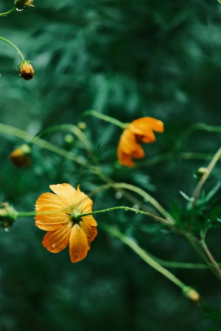 Flowers & Plants - Close-up of bright orange flowers with rich gree #33994834
