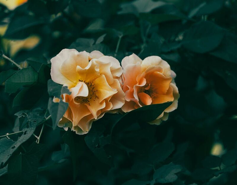 Flowers & Plants - Close-up of two peach roses surrounded by dark g #34138494