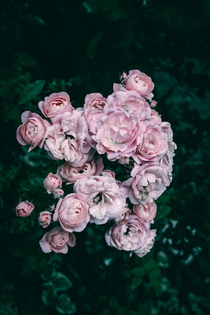 Flowers & Plants - Close-up of blooming pink roses with dew drops a #34245713