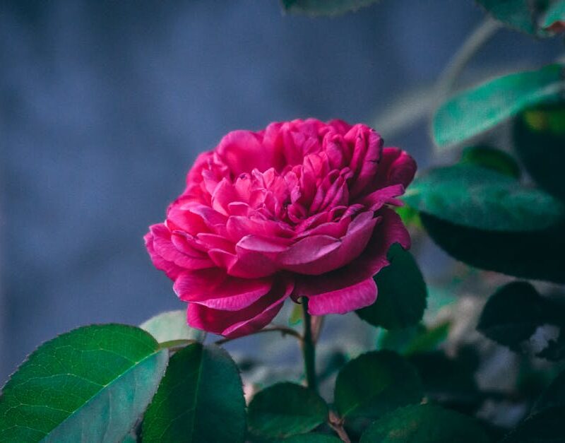 Flowers & Plants - Close-up of a vibrant pink rose, showcasing its  #34511895