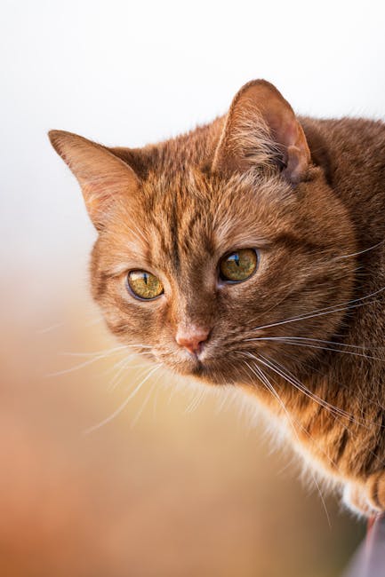 Cute Pets - Portrait of a ginger cat with an intense gaze, h #34662561