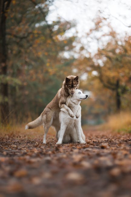 Cute Pets - Two Siberian Huskies playfully embrace on a path #34705651