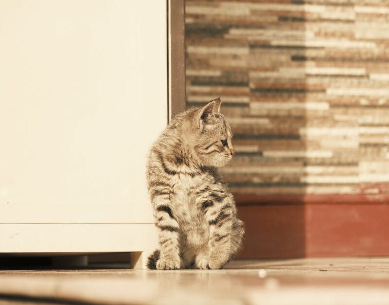 Cute Pets - A calm tabby kitten sits in warm sunlight agains #35111818
