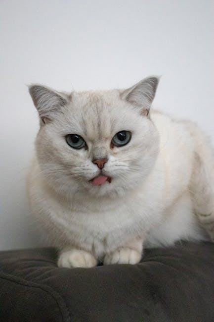 Cute Pets - Cute British Shorthair cat sticking out its tong #35203962