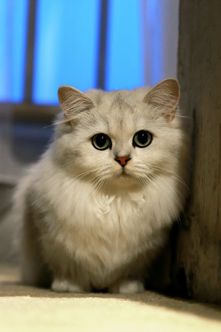 Cute Pets - Cute silver Persian cat with bright eyes and flu #35395433