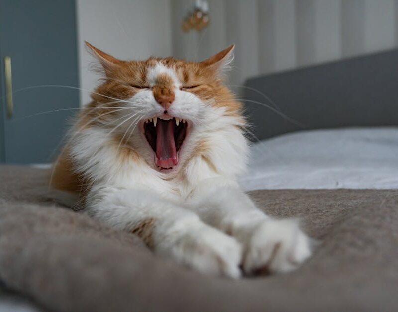 Cute Pets - Ginger cat yawning and stretching on a cozy bed, #35620583