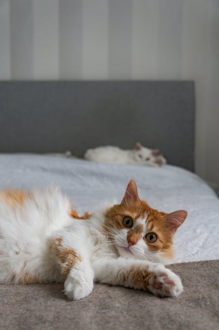 Cute Pets - Ginger and white cats lounging on a bed in a coz #35620586