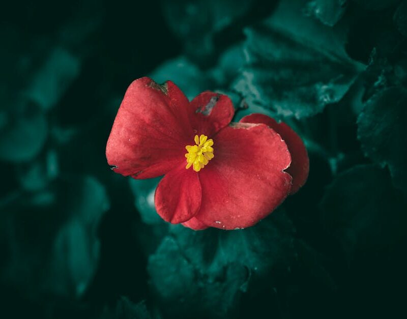 Flowers & Plants - Close-up of a blooming red begonia flower surrou #35655776