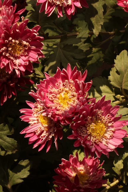 Flowers & Plants - Beautiful close-up of vibrant pink chrysanthemum #35762144