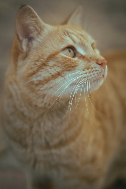 Cute Pets - Close-up of a ginger tabby cat looking upward, c #35845916