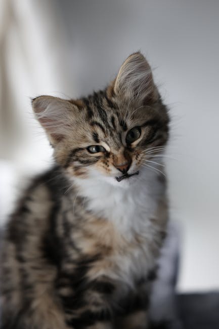 Cute Pets - Adorable fluffy kitten with striking stripes rel #35910107