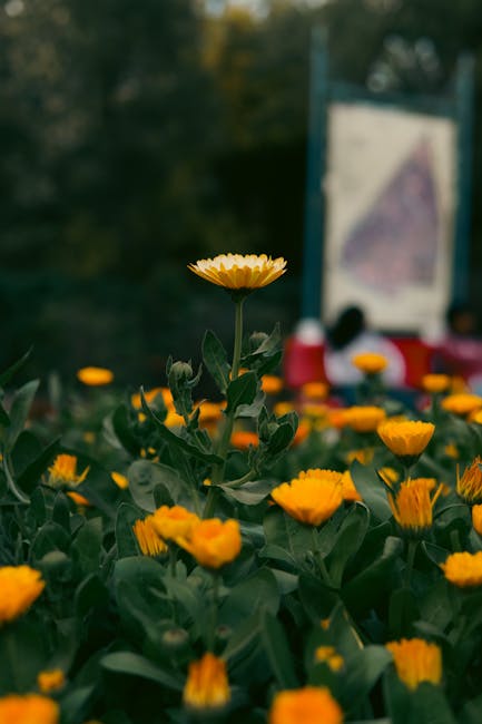 Flowers & Plants - Close-up of vibrant yellow flowers blooming in a #36139719
