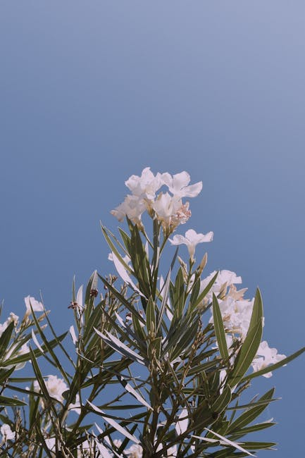 Flowers & Plants - Vibrant white oleander flowers blooming under a  #36360058