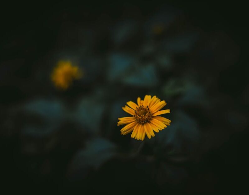 Flowers & Plants - Close-up of a vibrant yellow flower in focus wit #36622454