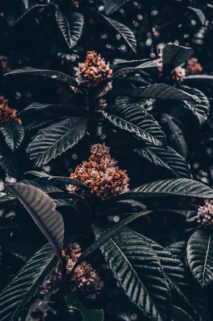 Flowers & Plants - A detailed close-up of dark green leaves and bud #5911229