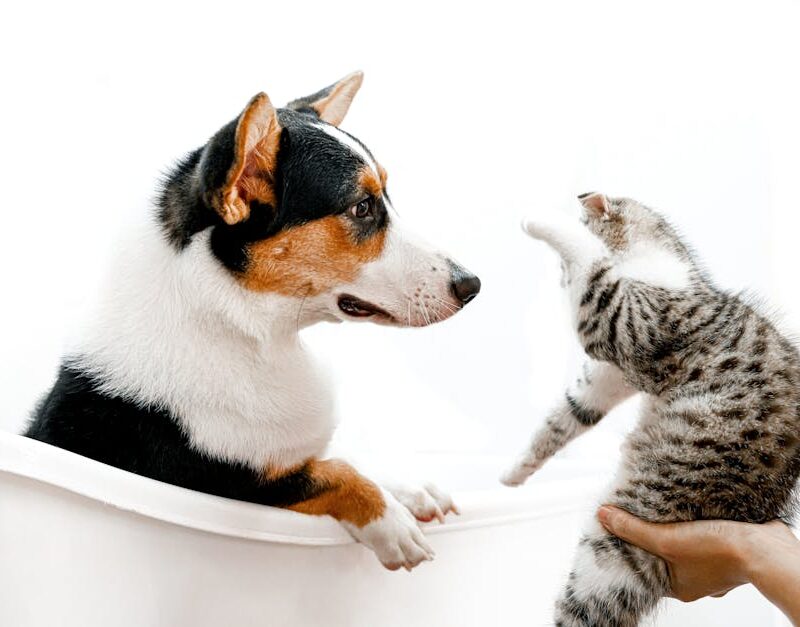Cute Pets - A cute scene of a cat and dog interacting playfu #9952105